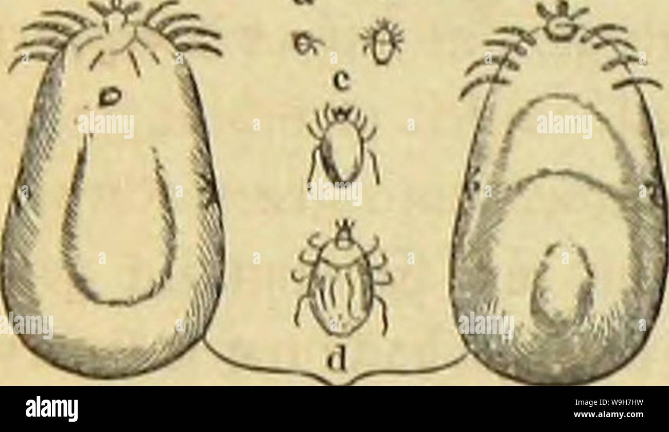 Image d'archive à partir de la page 757 de Die Insekten und Spinnen, Tausendfüssler. Die Insekten, TausendfuÌssler CUbiodiversity Spinnen und1123035 Année : 1877 Âritte Orbiuiiig ( C84 : Ã¼ftil Ã¼ievte&cn : $ol3bod, bie gemeine Â£&gt;unb33ecte (Ixodes ricinus), in roeldje uorangegangenen Scobadjtungen bie fid) ftejicljcn ronrb fdjon SlriftoteieS, bon unter bem Hauten âÃroton» iptiniug âfRtcinuS, bou ali" ertaunt fÃ¼tjrt glcid ; letzterer)3eitig tuicbiefeSBcjcicIjtuing au, 3re position imÃ, d)pi ben¶lrcidjen fÃ¼r Ã Samen beg Ã 2004-2005 Bunberbaumei Ggljpten geltenb d'attg auf, biefeg bevtjajjte â€l)Ã¼bertragen roorben ier fei. Sff Banque D'Images