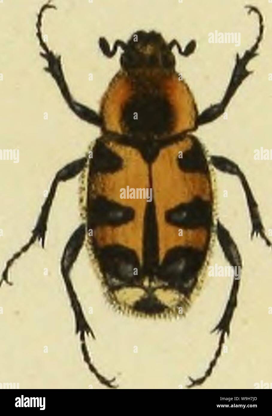 Image d'archive à partir de la page 768 de Insekten der Schweiz, die vorzueglichsten Banque D'Images