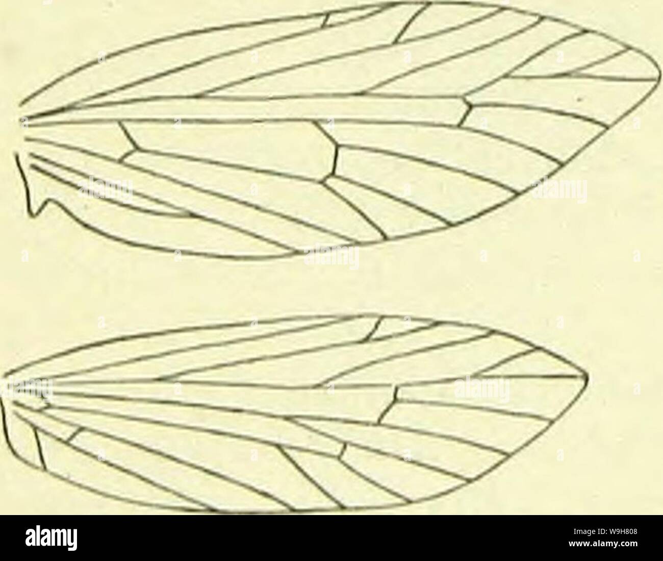 Image d'archive à partir de la page 811 d'un manuel de British lepidoptera. A handbook of British lepidoptera CUbiodiversity1126142 Année : 1895 ( MICK01TKKY0INA espèces) un deuxième veine sortant de 12 près de la base. La possession de ces structures entraîne le neuration Paleomicra d'être pratiquement identique à celle de Rhyacophila, un Triehoptera de genua (caddis-oiseau) ; la seule différence importante est que dans lihyacophila il y a un autre ordre d'idées sortant de 4 dans les ailes antérieures, mais il est intéressant d'observer que cette veine a disparu dans les ailes postérieures. Rien du tout env Banque D'Images