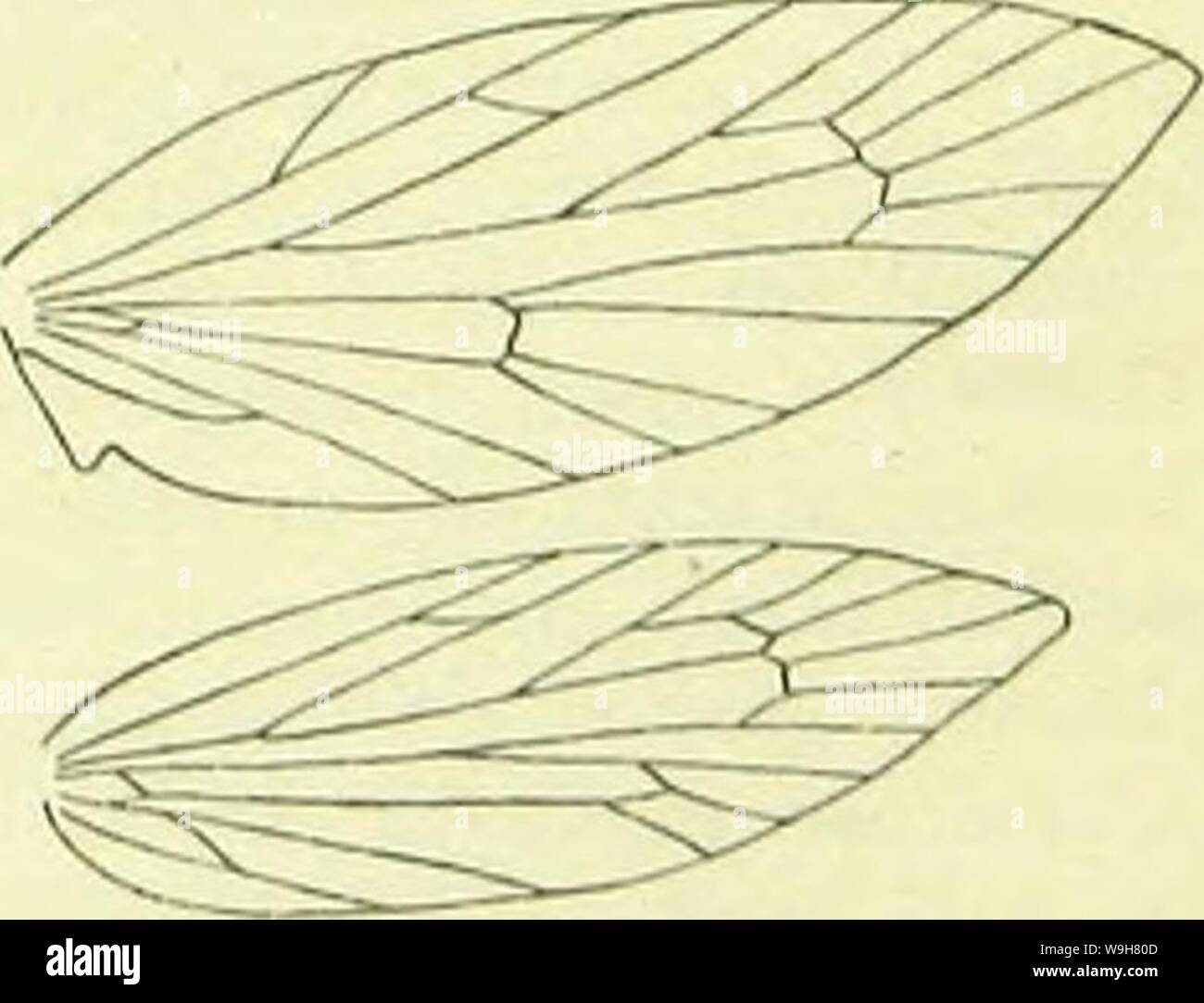 Image d'archive à partir de la page 814 d'un manuel de British lepidoptera. A handbook of British lepidoptera CUbiodiversity1126142 Année : 1895 ( MIl-nOl'TERYXl TKRYfiWAE oohreous avec'MICROI-blanchâtre. Antennes . Ailes antérieures allongés, brouzy-violet, plus ou moins parsemé d'or pâle brillant ; un étroit légèrement courbe dorsale transversale blanche place avant tornus, atteignant environ la moitié de l'ensemble aile ; gris ; 9 cils présents. Ailes postérieures gris, vers l'extérieur est teinté. La Grande-Bretagne à Caledonian Canal, E. L'Irlande, commun ; N. et C. L'Europe ; 4. Tête de larve blanchâtre ; Brown, bouche plus sombre, lobes postérieur montrant restaur Banque D'Images