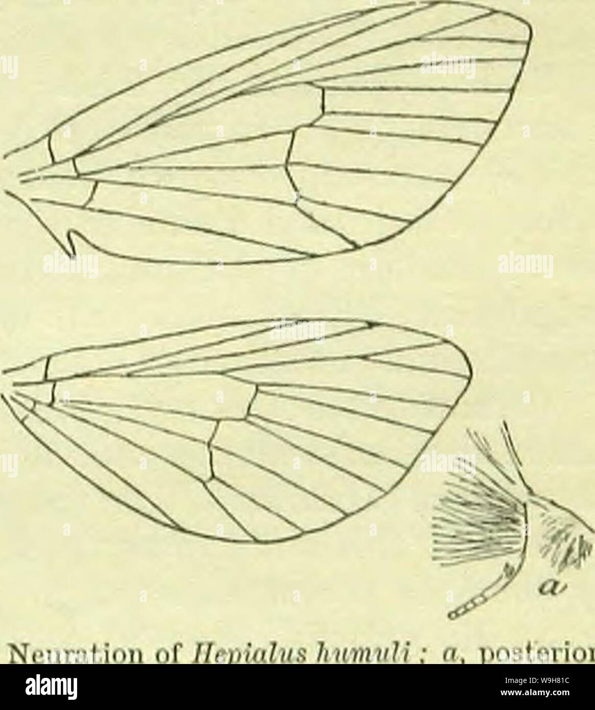 Image d'archive à partir de la page 808 d'un manuel de British lepidoptera. A handbook of British lepidoptera CUbiodiversity1126142 Année : 1895 ( MAUDAE1UK 79 !) [t est probablement d'origine malaisienne [ndo, et doit avoir existé dans cette région longtemps- suffisamment pour acquérir fixité de type avant sa dispersion, wliieb, géologiquement parlant, peuvent ne pas avoir été extrêmement faible. 1. Hepialtjs, /'. Antennes -} » ou blanchâtre, Obsolète . 2. Iiipulinim. 1. H. hectus, L. 26-80 mm. Antennes en (J simple. Tibia postérieur dans (( bref, beaucoup gonflé, d'une épaisse touffe de poils, des tarses postérieurs en $ absent. Dans Korewings c ? De profondeur Banque D'Images