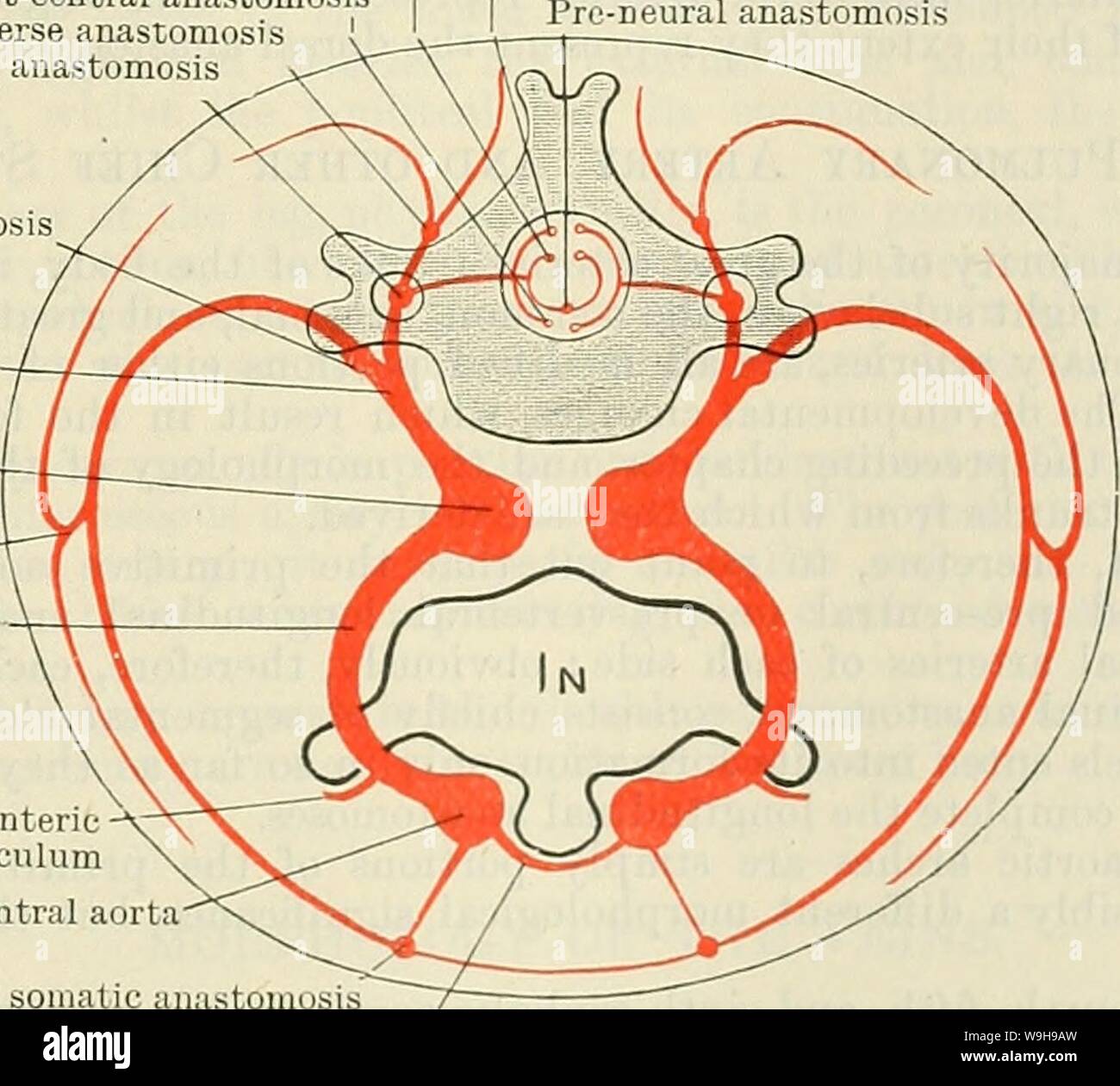Image d'archive à partir de la page 1078 de Cunningham's Text-book d'anatomie (1914). Cunningham's Text-book d'anatomie cunninghamstextb00cunn Année : 1914 ( branches des artères segmentaires somatique persistent comme le supérieur et mammaires internes et des vaisseaux épigastriques inférieurs artères. Les décalages latéraux des branches ventrales sont représentés par les artères cutanées qui accompagnent les branches cutanées latérales de la moelle épinière, les nerfs et les branches latérales de la septième artère intersegmentaire somatique forme la plus grande partie de la tige de la branche supérieure. L'après-costal et post-trans- verset anastomos Banque D'Images