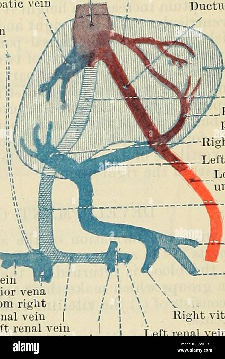 Image d'archive à partir de la page 1069 de Cunningham's Text-book d'anatomie (1914). Cunningham's Text-book d'anatomie cunninghamstextb00cunn Année : 1914 ( veine ombilicale latéral gauche â¢veine vitelline gauche '''' bonne veine vitelline veine rénale droite Partie de veine cave inférieure provenant de la droite - veine cardinale postérieure | veine rénale gauche veine spermatique gauche veine surrénale gauche ductus venosus M. Foie .;â !) veine cave inférieure ; / : 'H la croissance de TJT' partie supérieure / branche droite de la veine porte branche droite de la veine porte branche gauche de la veine porte latérale gauche de la veine ombilicale veine ca Banque D'Images