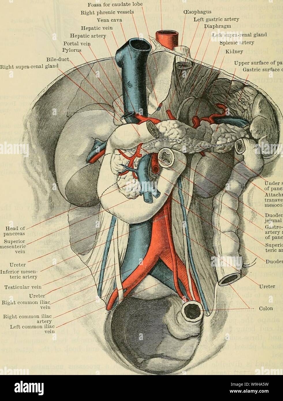 Image d'Archive de la page 1237 de Cunningham's Text-book d'anatomie (1914). Cunningham's Text-book d'anatomie cunninghamstextb00cunn Année : 1914 ( 1204 LE SYSTÈME DIGESTIF. exprimé comme suit :-la tête (Fig. 946) est situé dans la concavité du duodénum, avec la veine cave inférieure et de l'aorte abdominale derrière elle ; le corps traverse l'aorte Fosse du lobe caudé navires phrénique droit veine hépatique veine cave Portail vei pylori hépatique arte canal biliaire droit supra-rénale (oesophage artère gastrique gauche gauche diaphragme supra-glande rénale rein artère splénique La surface supérieure du pancréas / tensioactifs gastrique Banque D'Images