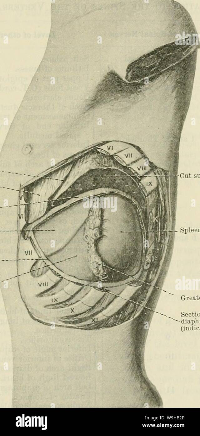 Image d'Archive de la page 1474 du Cunningham's Text-book d'anatomie (1914). Cunningham's Text-book d'anatomie cunninghamstextb00cunn Année : 1914 ( L'ARRIÈRE. 1441 centre de la crête iliaque. Cet angle est situé derrière la partie supérieure du côlon descendant latérale immédiatement au milieu de la frontière latérale du rein, f il est l'angle antérieur au niveau de la neuvième dans l'interspace ligne axillaire moyenne. Après avoir placé une marque sur la peau en face de ces trois angles l'oro-un est tracée sur la surface comme suit :-la marge postérieure est obtenue en joignant la partie postérieure et inférieure Banque D'Images