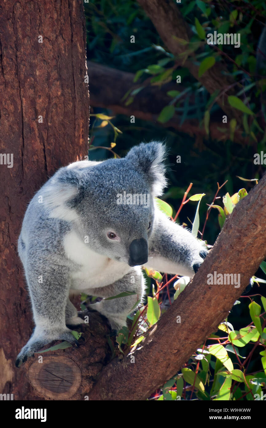 Sedentaire Banque D Image Et Photos Alamy