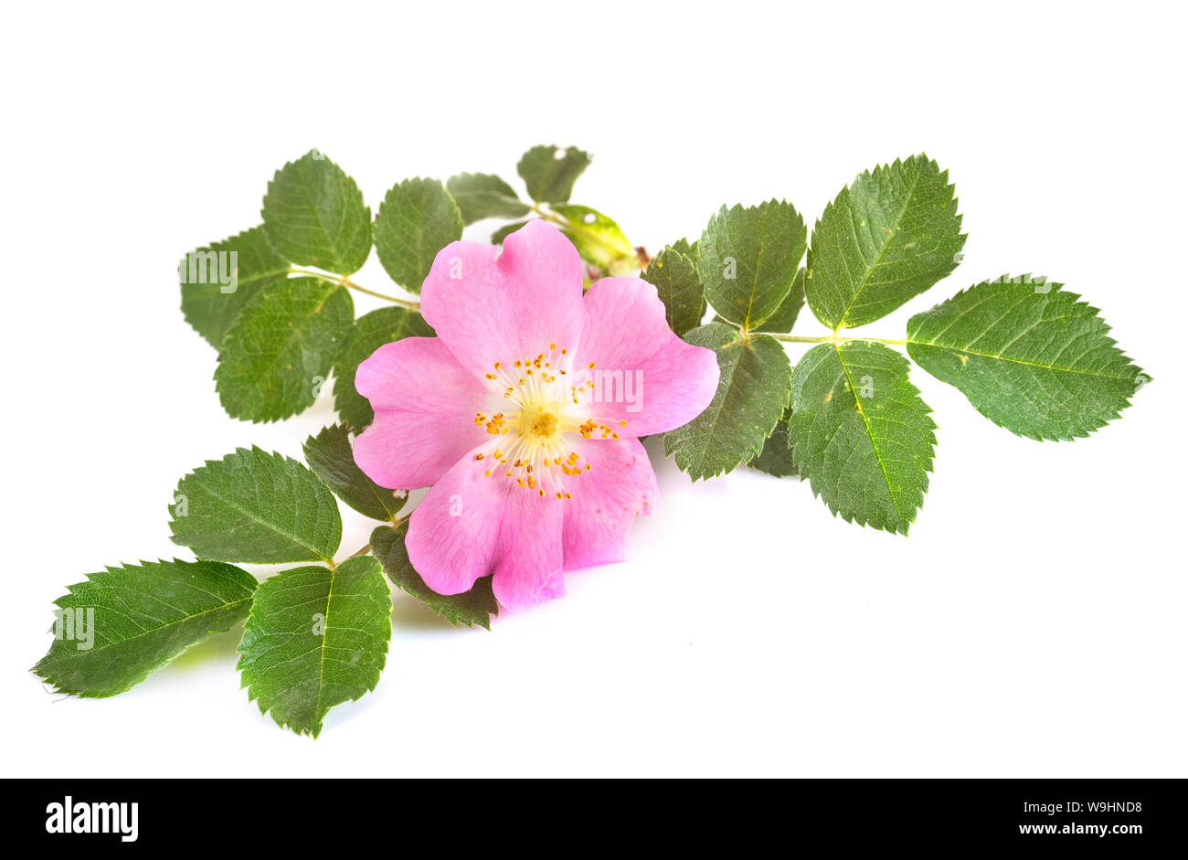 Rosa acicularis Banque de photographies et d’images à haute résolution ...