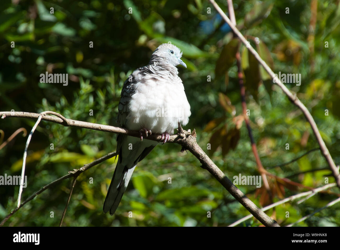 Sydney, Australie, pacifique native dove assis sur branche avec plumes gonflée Banque D'Images