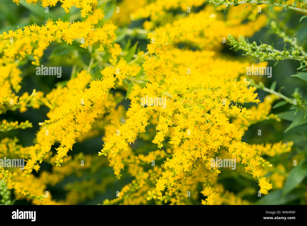 Plante envahissante solidago canadensis Banque de photographies et d’images à haute résolution