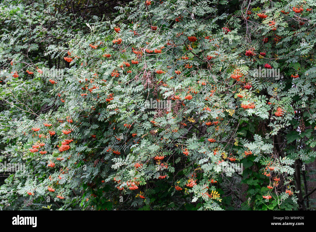 Sorbus aucuparia. mountain ash, Rowan berries sur les branches d'arbres Banque D'Images