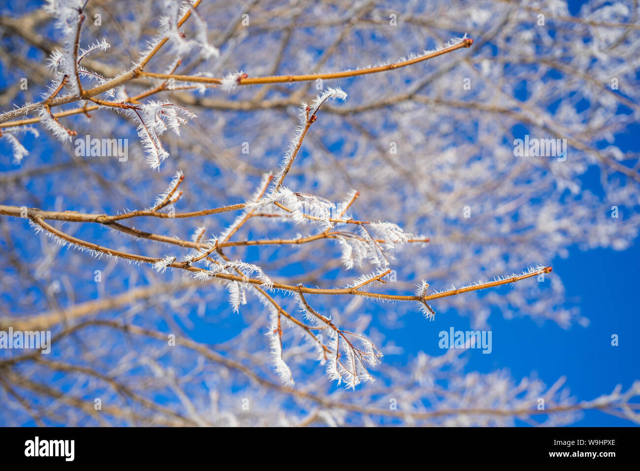 Branches d'érable recouvert de givre. Banque D'Images