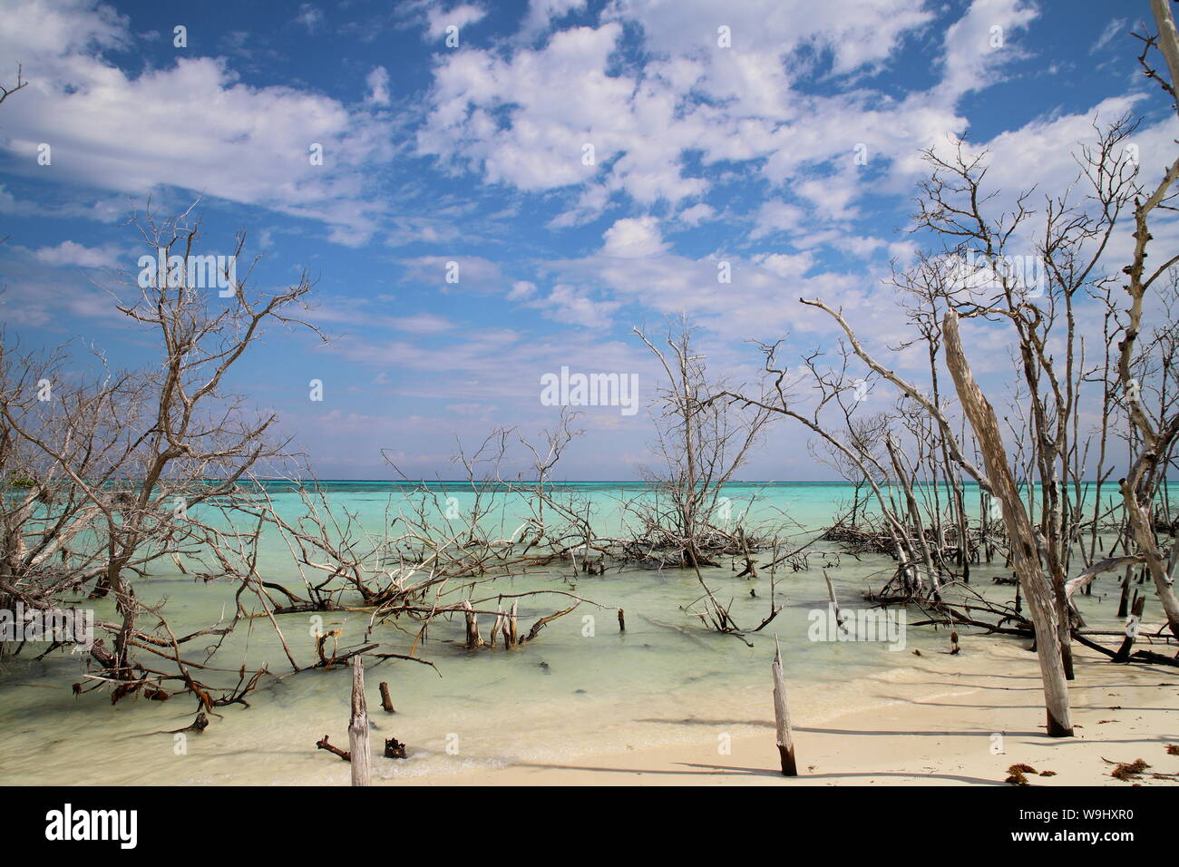 Playa de Cayo Levisa en Pinar del Rio, Cuba. Banque D'Images