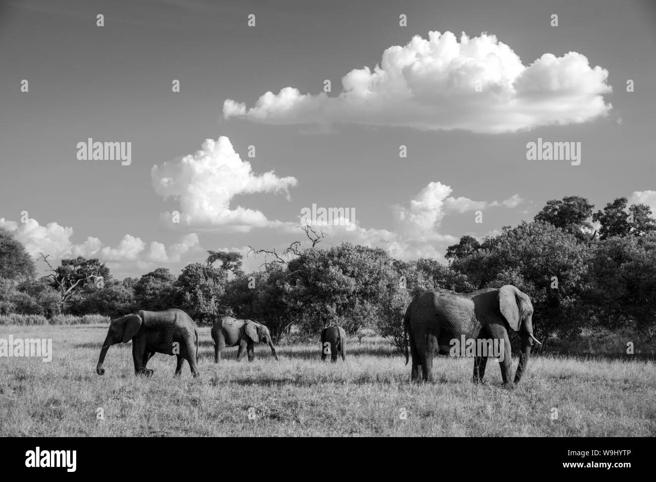 L'Afrique, Afrique du Sud, Botswana, Savuti, troupeau d'éléphants, 30074163 *** *** légende locale, l'Afrique du Sud, Botswana, Savuti, Loxodonta, elepha Banque D'Images