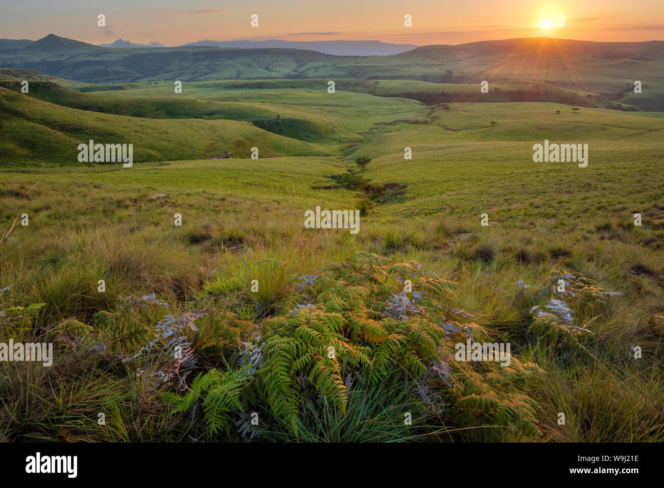 L'Afrique, Afrique du Sud, d'Afrique du Nord, Drakensberg, KwaZulu-Natal, Montusi Mountain Lodge, sunrise et de prairies, 30074506 *** *** Local Caption Afr Banque D'Images