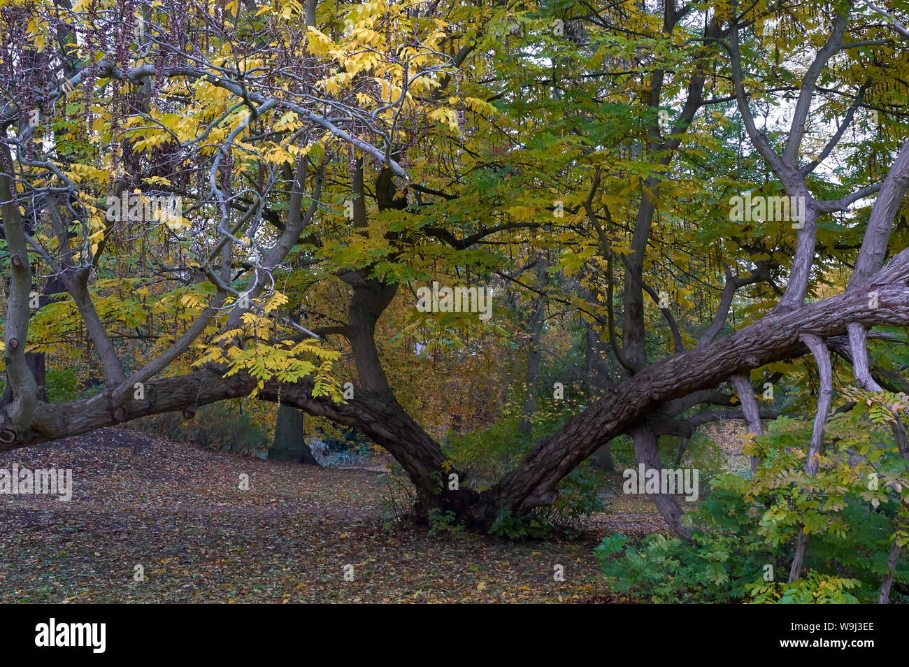 Un vieil arbre noueux, dans Hüxterdamm Park, Lübeck Banque D'Images