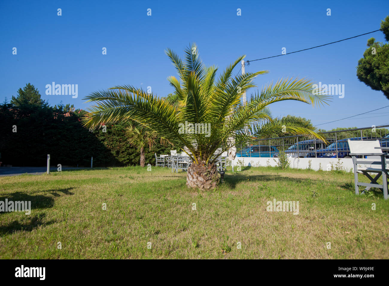 Location vacances cour avec palmiers et sur l'herbe verte journée d'été. Banque D'Images