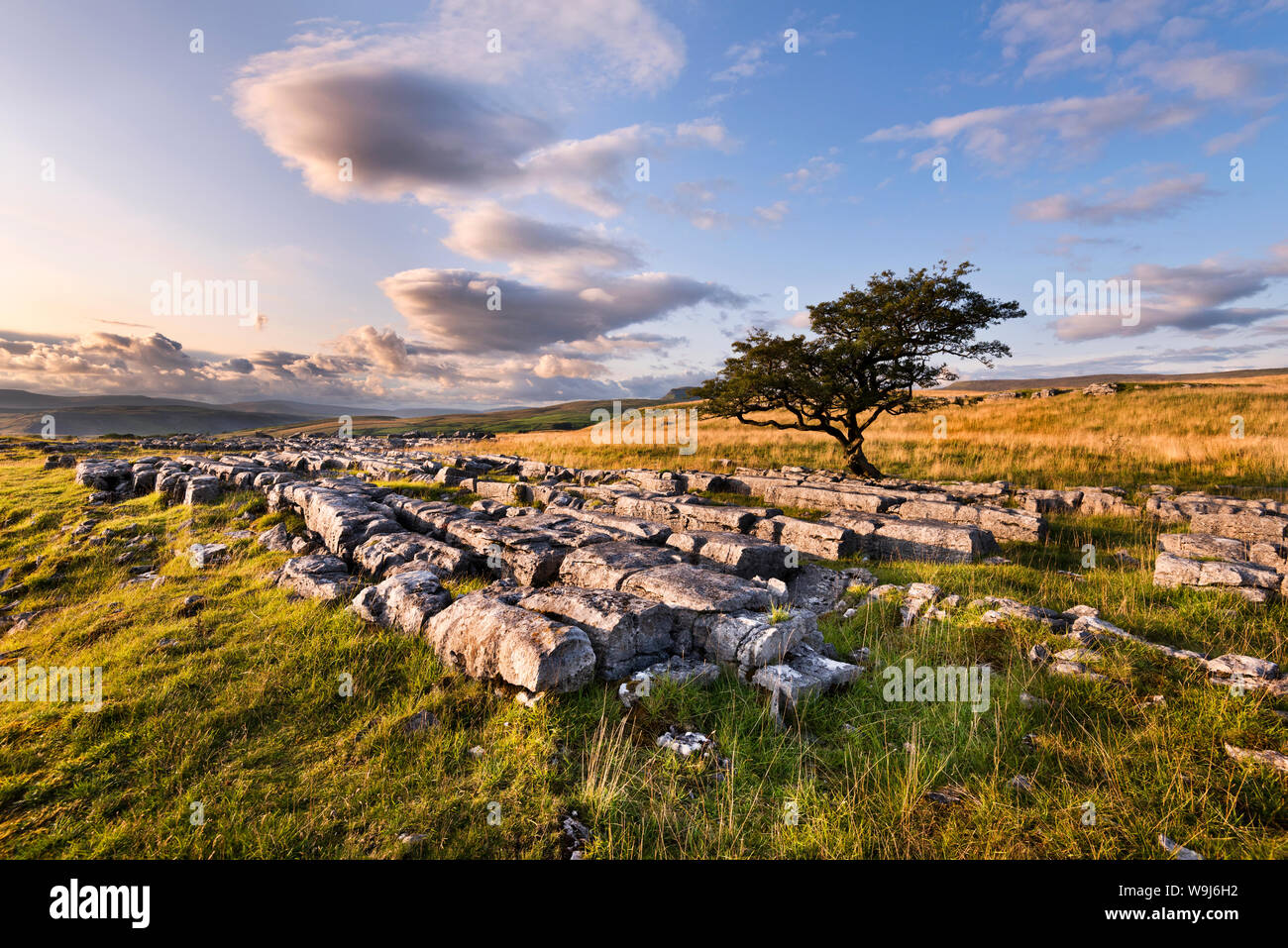 Lapiez et Lone Tree à Winskill, pierres Langcliffe, Yorkshire Dales National Park, Royaume-Uni Banque D'Images