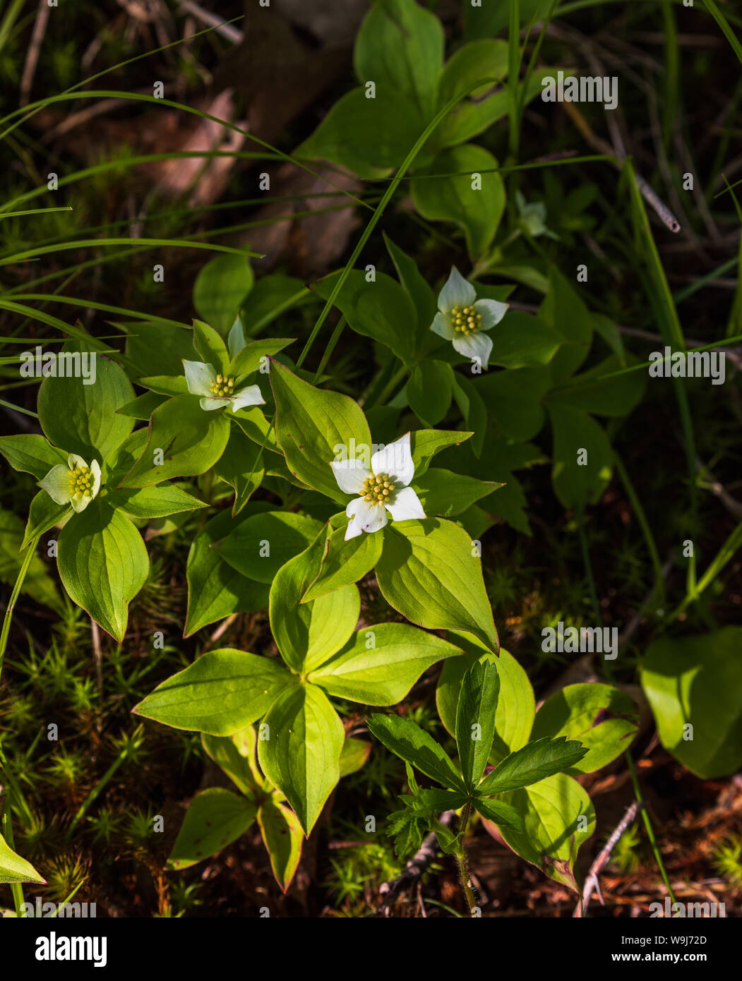 Quatre-temps la floraison dans le nord du Wisconsin. Banque D'Images