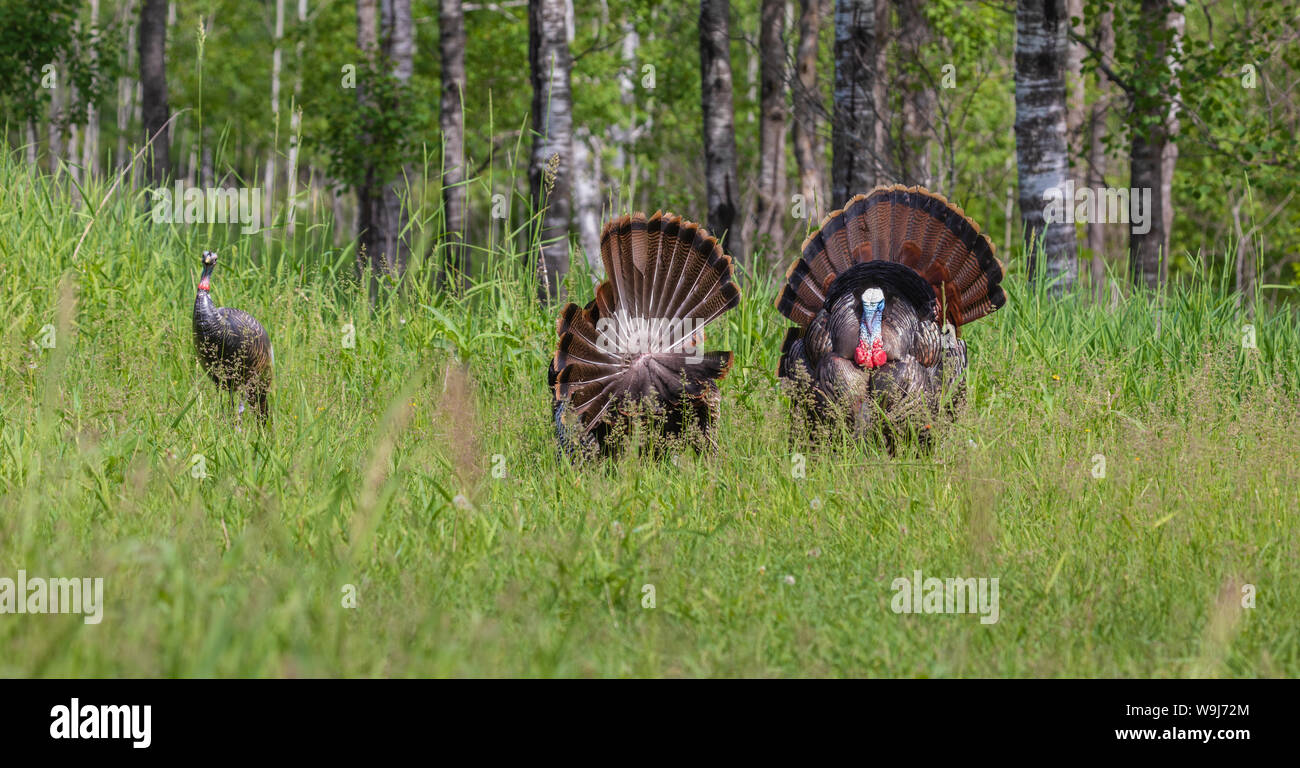 Tom dindes pavane pour une poule leurre dans le nord du Wisconsin. Banque D'Images