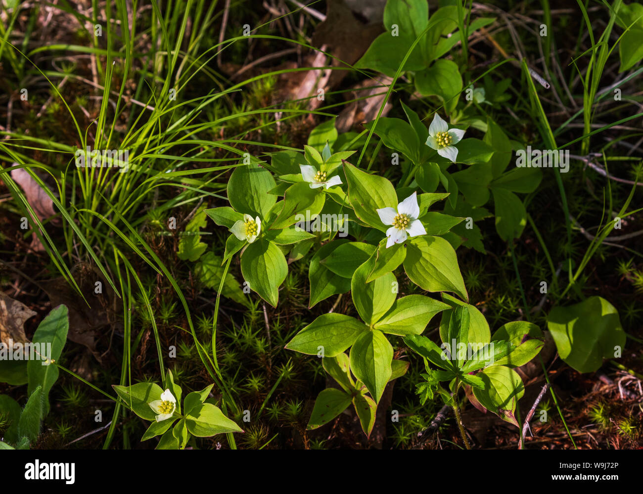 Quatre-temps la floraison dans le nord du Wisconsin. Banque D'Images