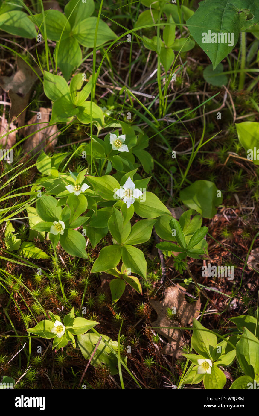 Quatre-temps la floraison dans le nord du Wisconsin. Banque D'Images