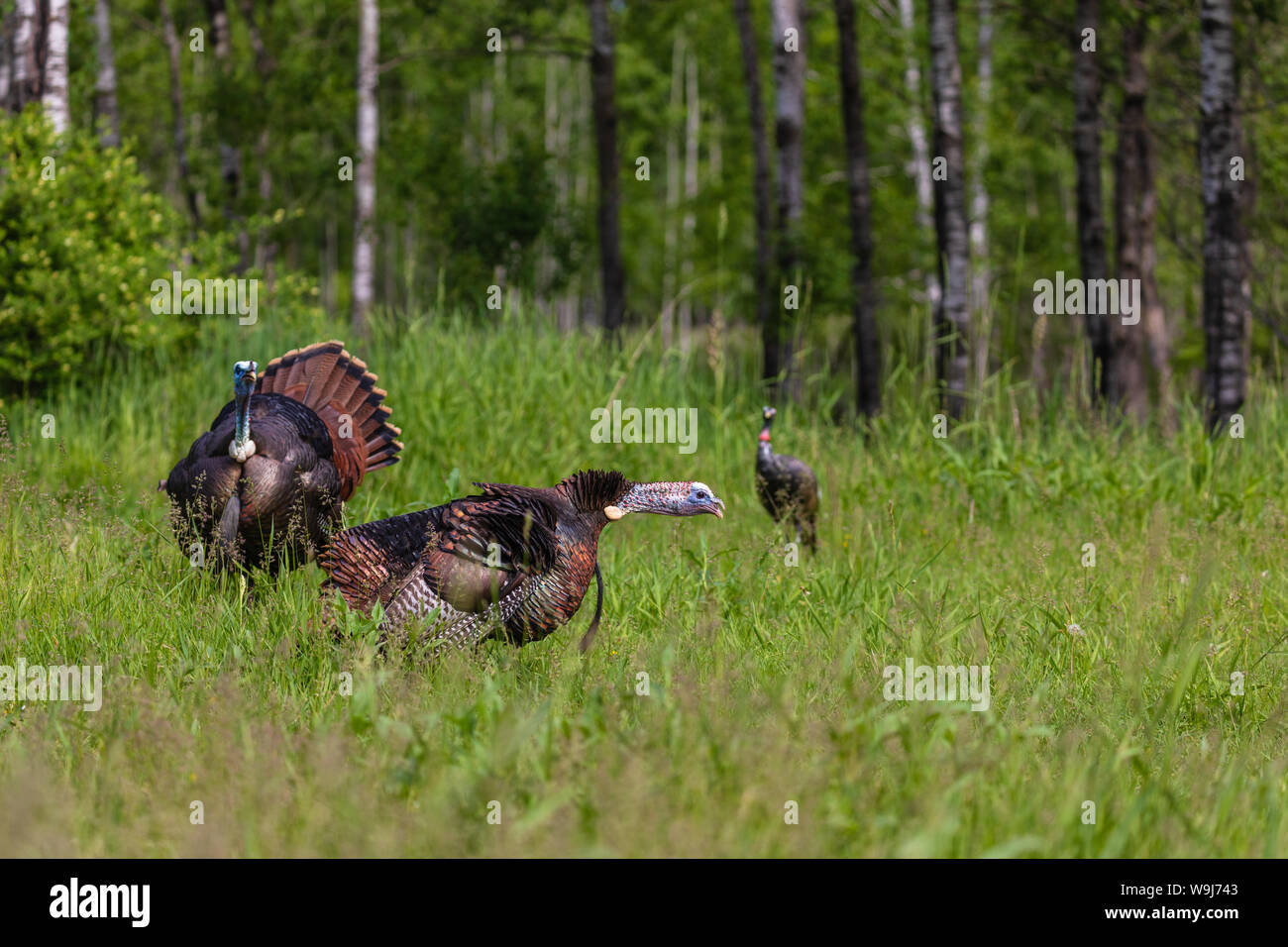 Tom dindes pavane/avaler pour une poule leurre dans le nord du Wisconsin. Banque D'Images