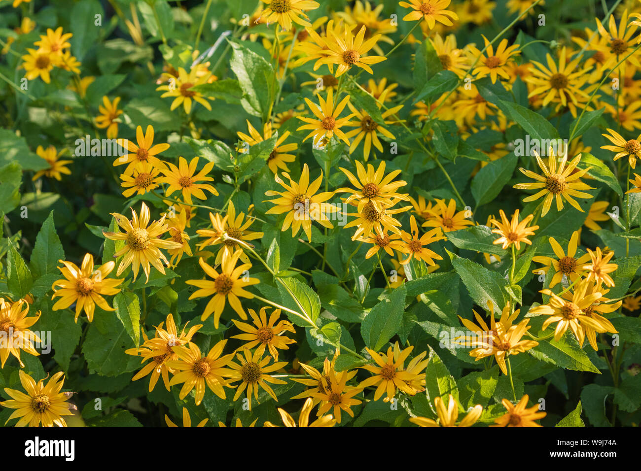 De plus en plus le tournesol géant dans le nord du Wisconsin. Banque D'Images