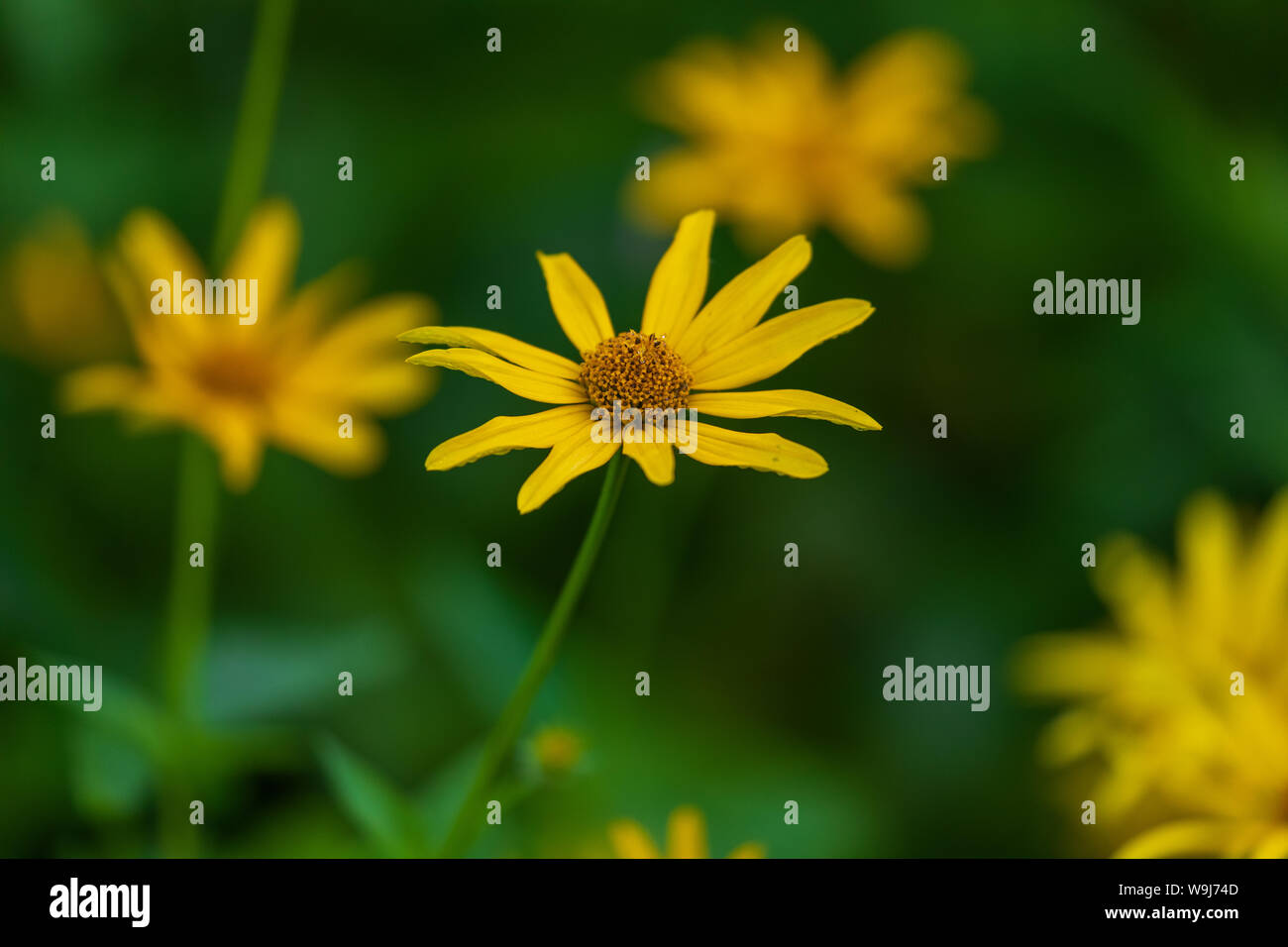 De plus en plus de tournesol géant dans le nord du Wisconsin. Banque D'Images