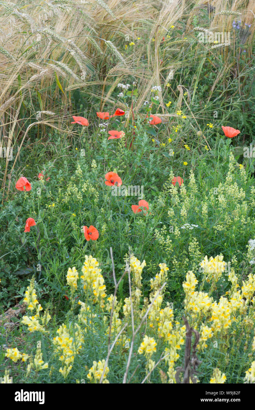 Fleurs sauvages en marge du champ gauche pour favoriser la faune et les insectes, sur les South Downs, les fleurs sont mignonnette, coquelicots, linaire vulgaire, Banque D'Images