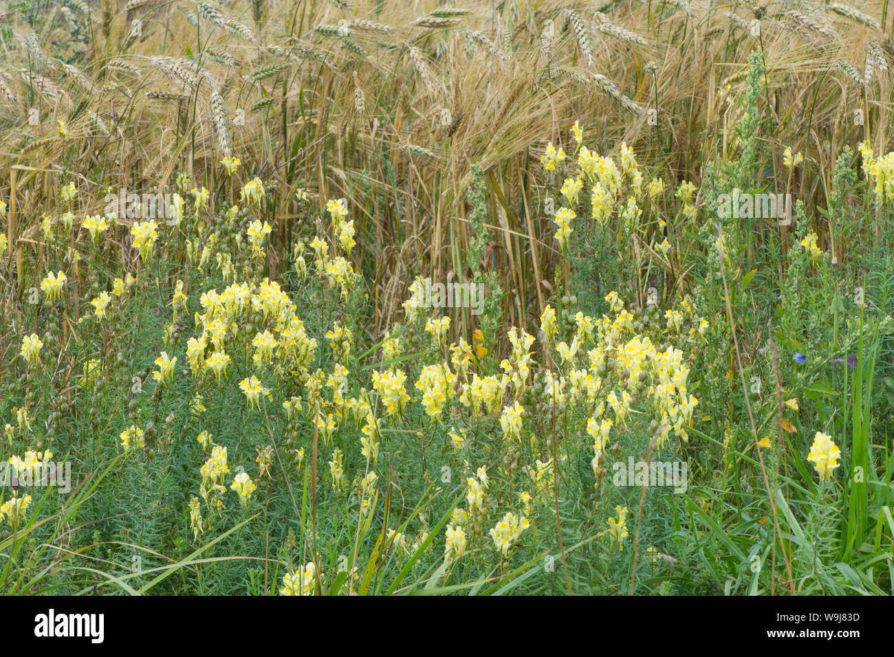 Linaire vulgaire, la linaire jaune, Linaria vulgaris, croissant sur les bords de champ d'orge, Sussex, Royaume-Uni, août. Banque D'Images