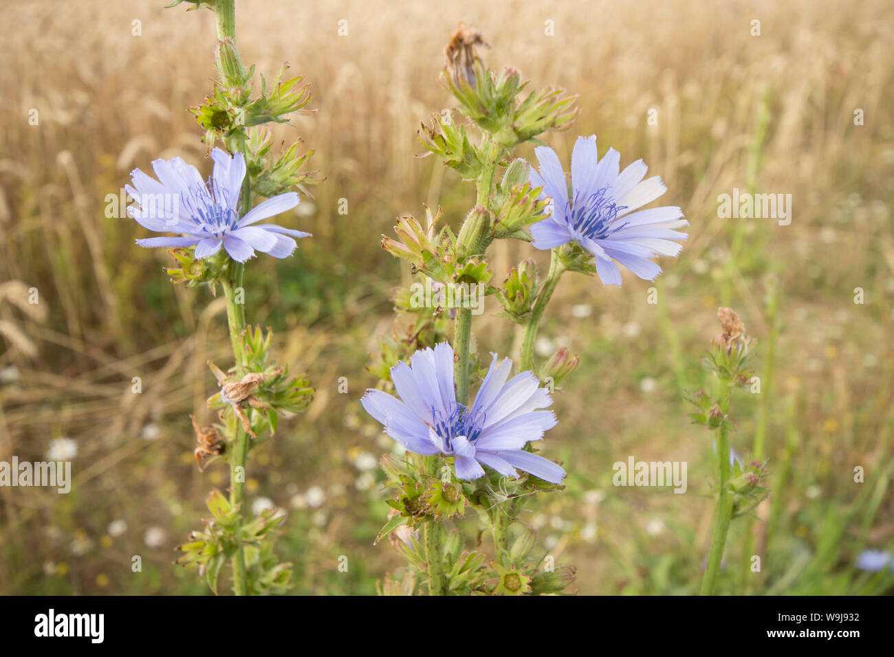 Fleurs de Chickory, Cichorium intybus, semées autour de marge sur le terrain dans le Sussex, South Downs, août. Banque D'Images