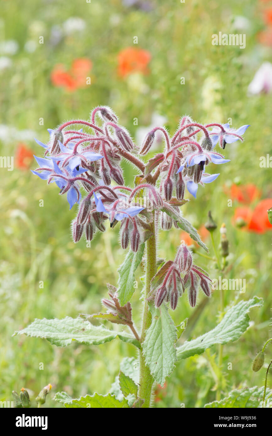 La bourrache et autres fleurs sauvages incultes de plus en bord de champ sur les South Downs, Borago officinalis, Banque D'Images