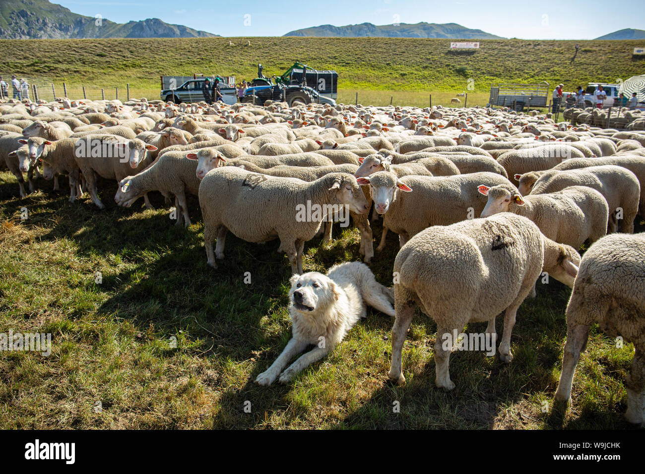 Chien de berger gardant un troupeau de moutons Banque D'Images