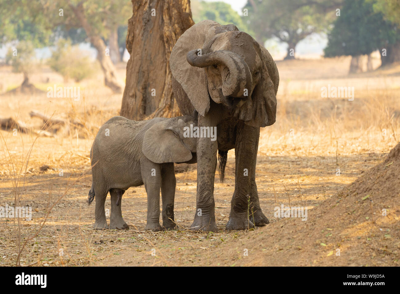 Les infirmières de l'Eléphant d'Afrique femelle jeune progéniture. Photographié au lac Kariba, Zimbabwe Banque D'Images