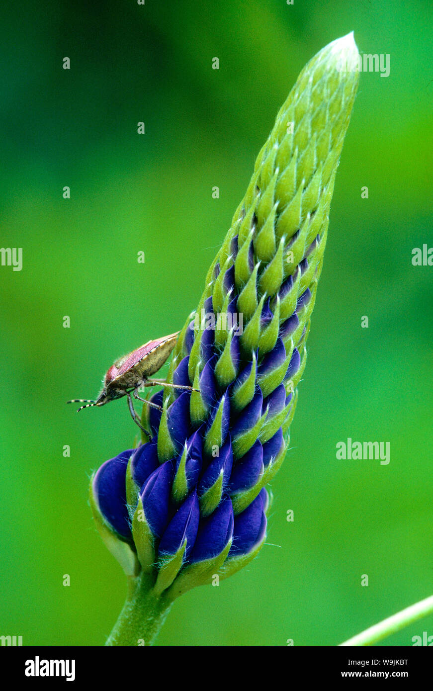 55+ Lupin Pflanze, Le lupin ne supporte pas l&#039;humidité stagnante ,