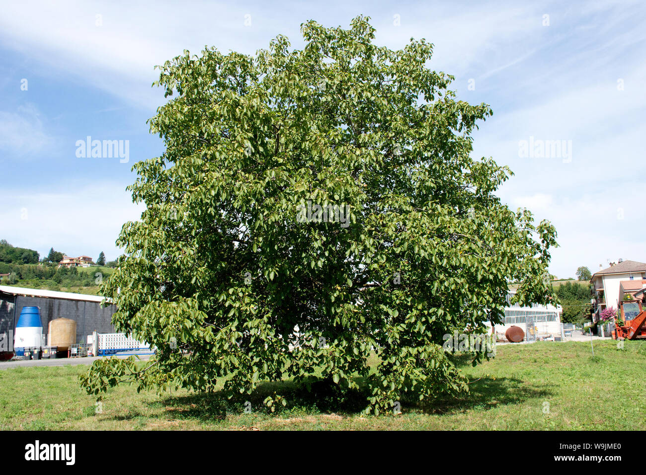 Arbre noyer Banque D'Images