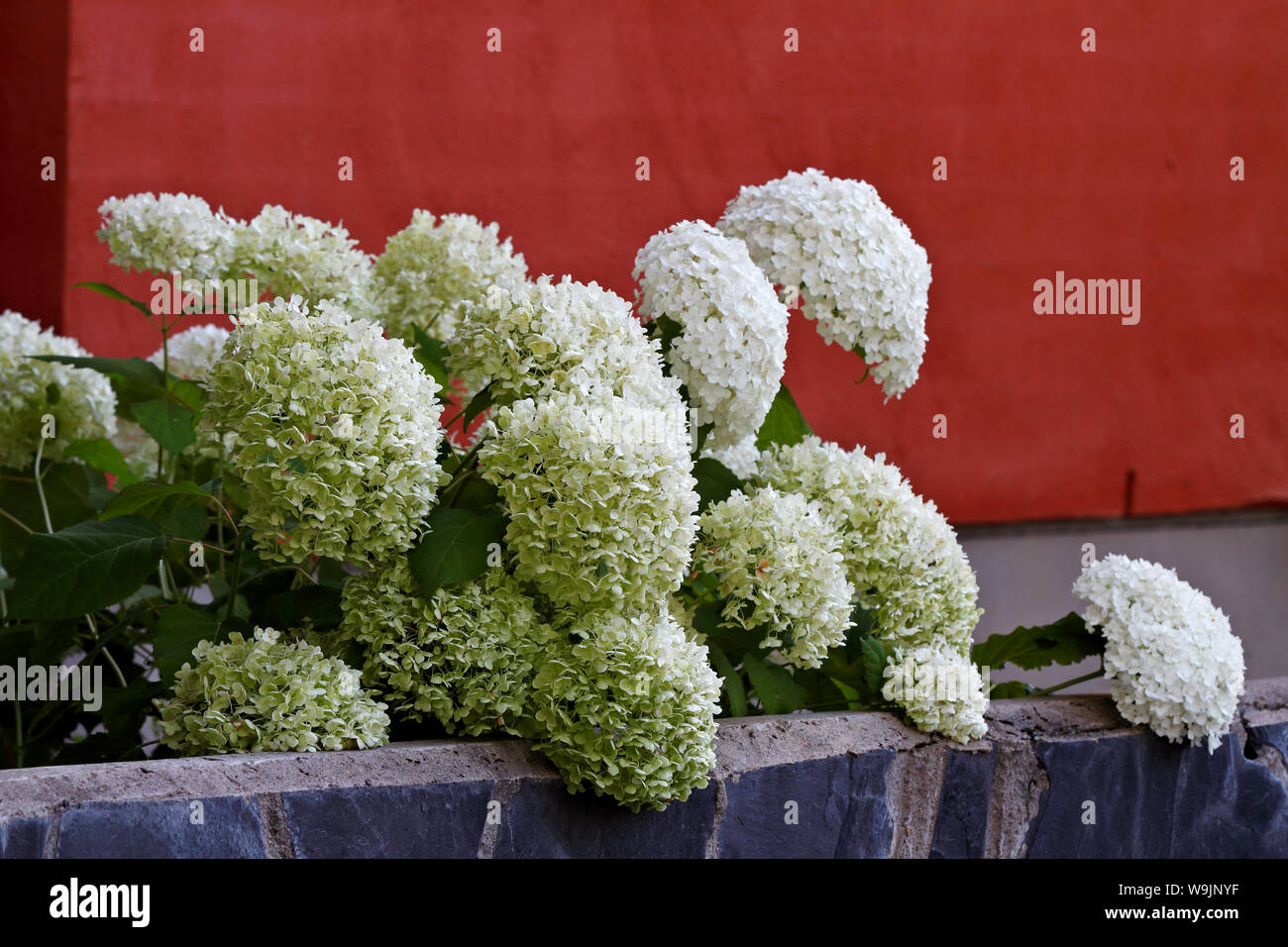 Grandes fleurs blanches et de l'hortensia, Hydrangea arborescens lisse pour atteindre plus d'une clôture de pierre Banque D'Images