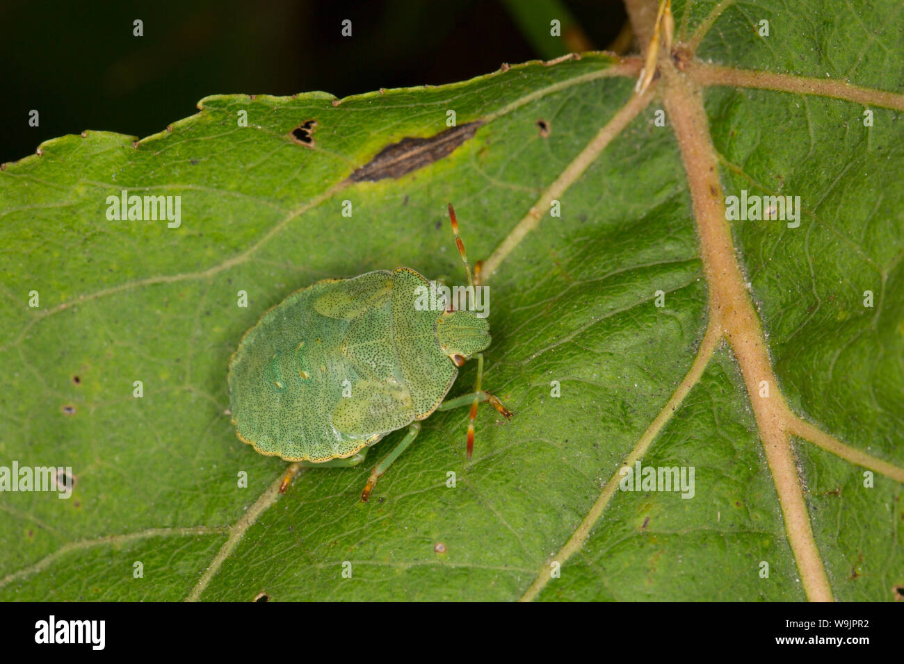 Un bug de Green Shield, Palomena prasina, photographié en août dans la région de North Dorset England UK GO Banque D'Images