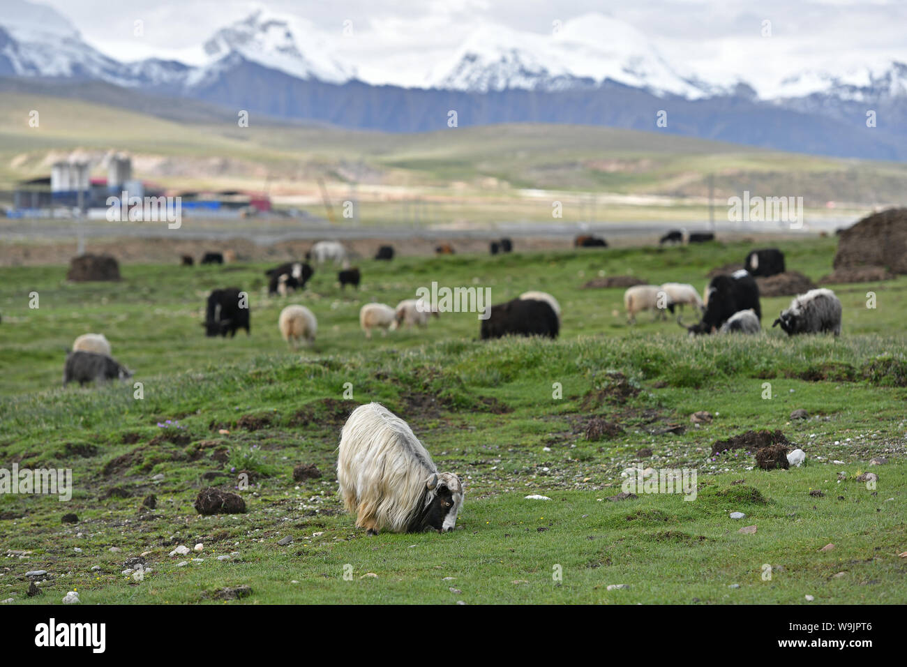 Lhassa. 9 Août, 2019. Des troupeaux de bétail paître sur une prairie en Damxung de comté du sud-ouest de la Chine dans la région autonome du Tibet, le 9 août, 2019. Sur les pâturages des hauts plateaux dans le comté de Damxung dans le nord de la région autonome du Tibet, la saison des pluies arrive dans l'été avec de l'eau en abondance et de l'herbe pour le bétail pour se nourrir. La région est l'un des principaux producteur et exportateur de produits laitiers et de viandes, qui produisent une source vitale de revenus pour les habitants locaux. Crédit : Li Xin/Xinhua/Alamy Live News Banque D'Images