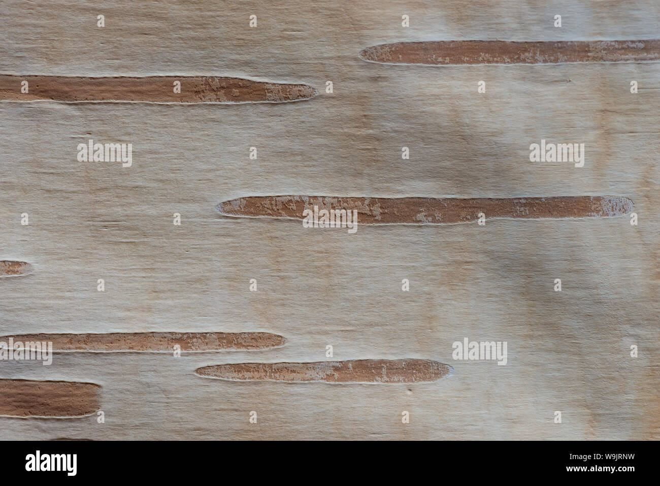 Pâle blanc nouvellement exposés de l'écorce de bouleau verruqueux matures arbre montrant de grandes lenticelles pour respirer et échange gazeux, Betula utilis jacquemontii Banque D'Images