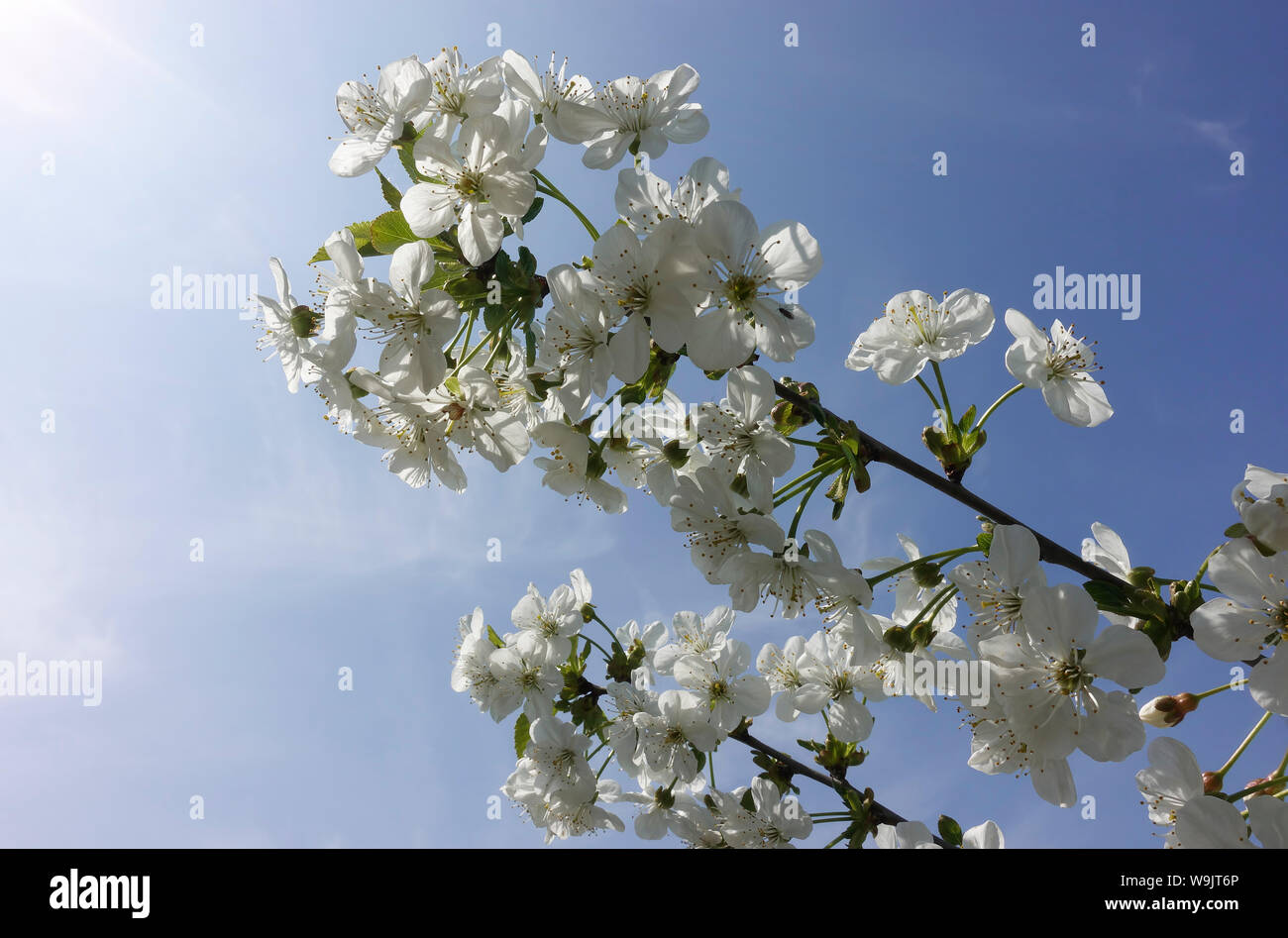 Fleur de cerisier blanc -1 Banque D'Images