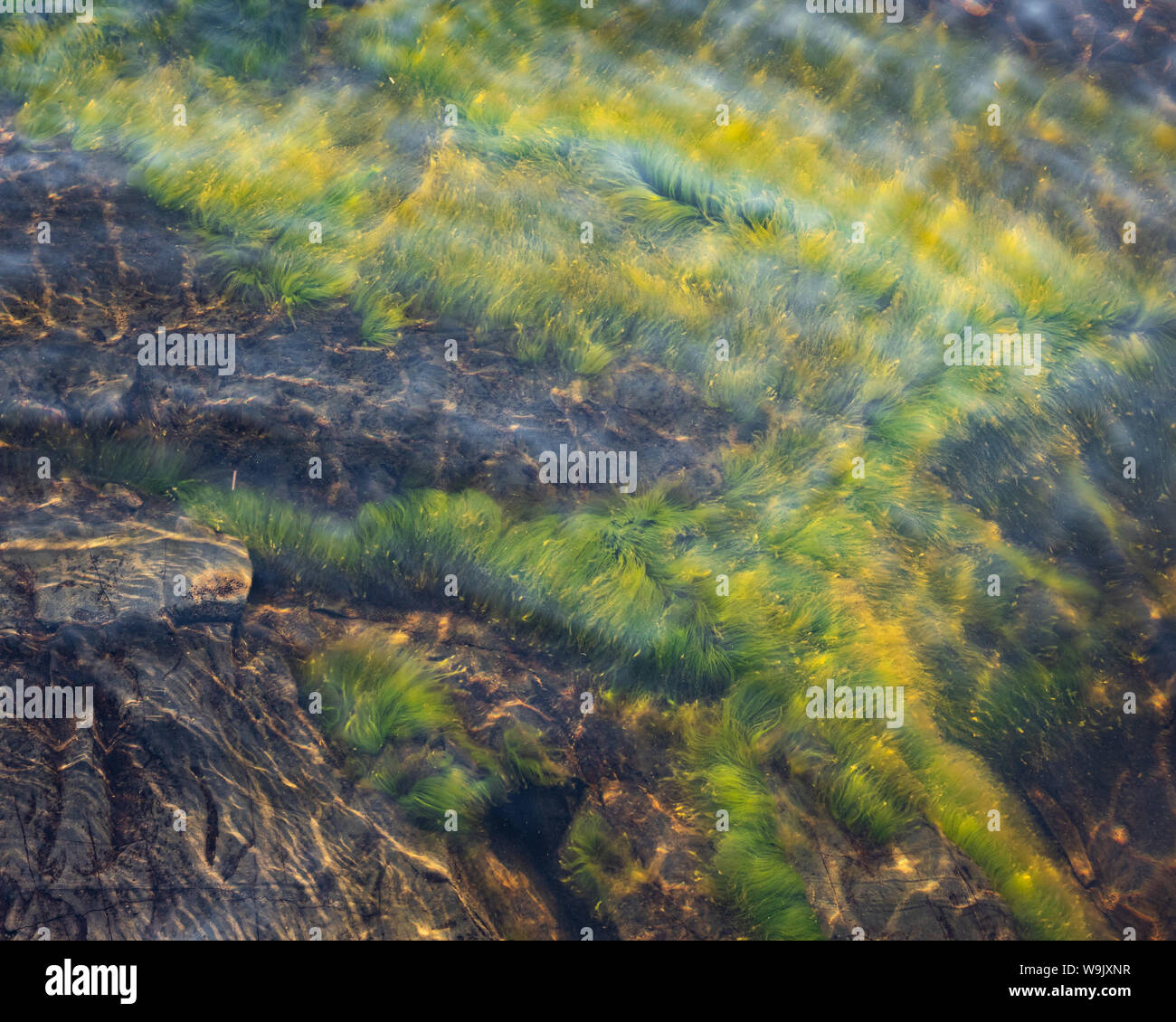 L'herbe verte plante poussant sur la roche sous-marine Banque D'Images