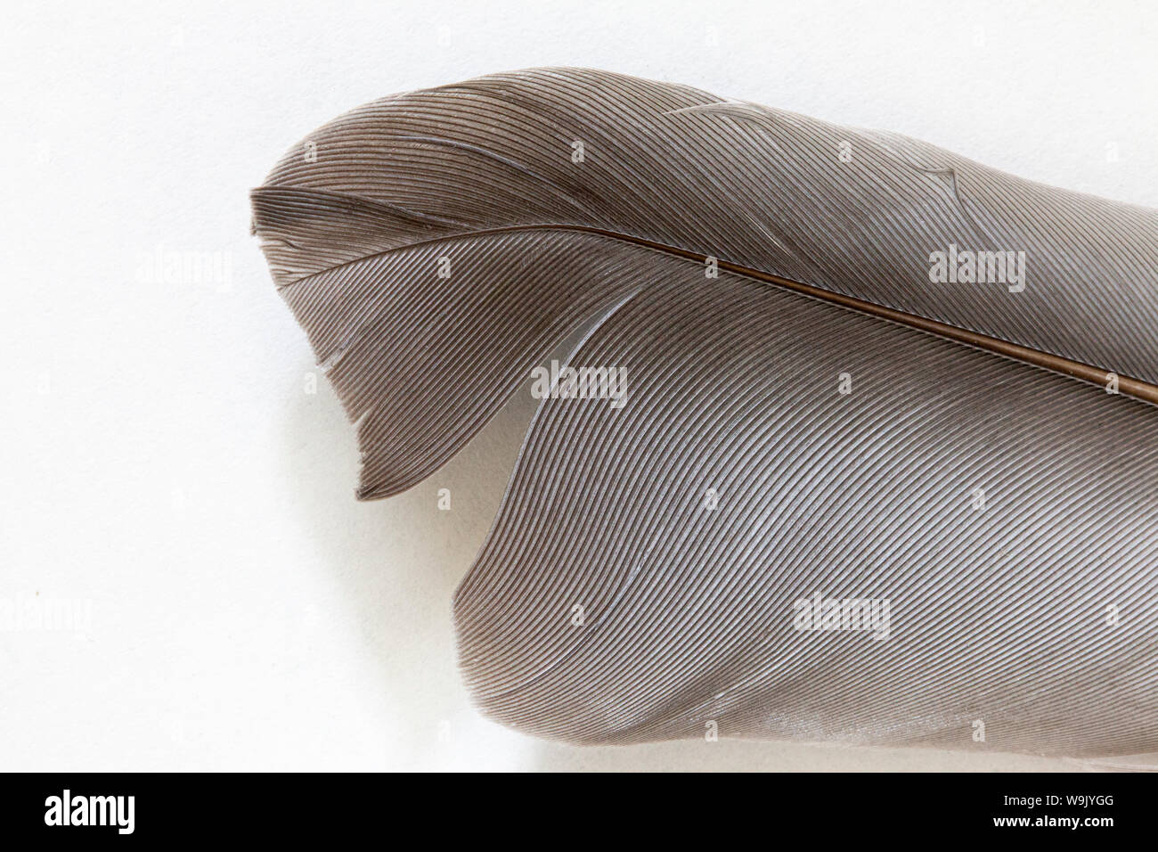 Gros plan d'une plume de pigeon gris sur fond blanc. Banque D'Images