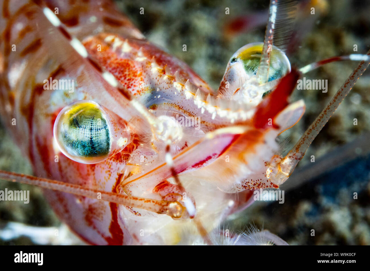 Crevette ésope sous l'eau dans le fleuve Saint-Laurent au Canada Banque D'Images