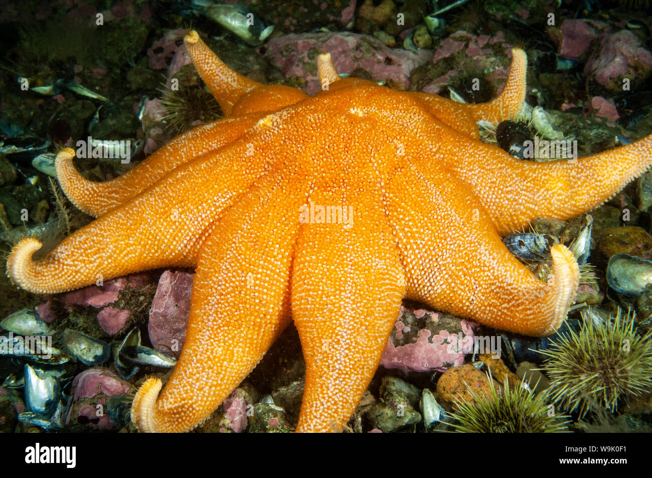 Sunstar violet (Lisse) sous l'eau dans le fleuve Saint-Laurent. Banque D'Images
