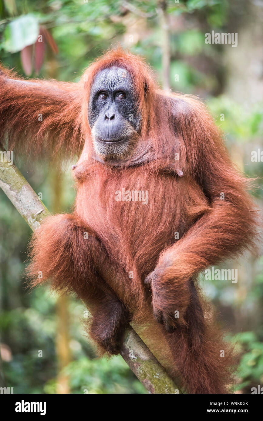 Funny photo d'un orang-outan (Pongo abelii) dans la jungle près de Bukit Lawang, parc national de Gunung Leuser, Nord de Sumatra, en Indonésie, en Asie du sud-est Banque D'Images