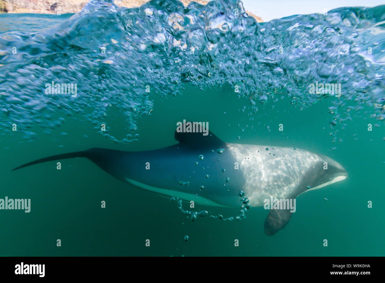 Les Dauphins de Hector adultes (Cephalorhynchus hectori) près de Akaroa, île du Sud, Nouvelle-Zélande, Pacifique Banque D'Images