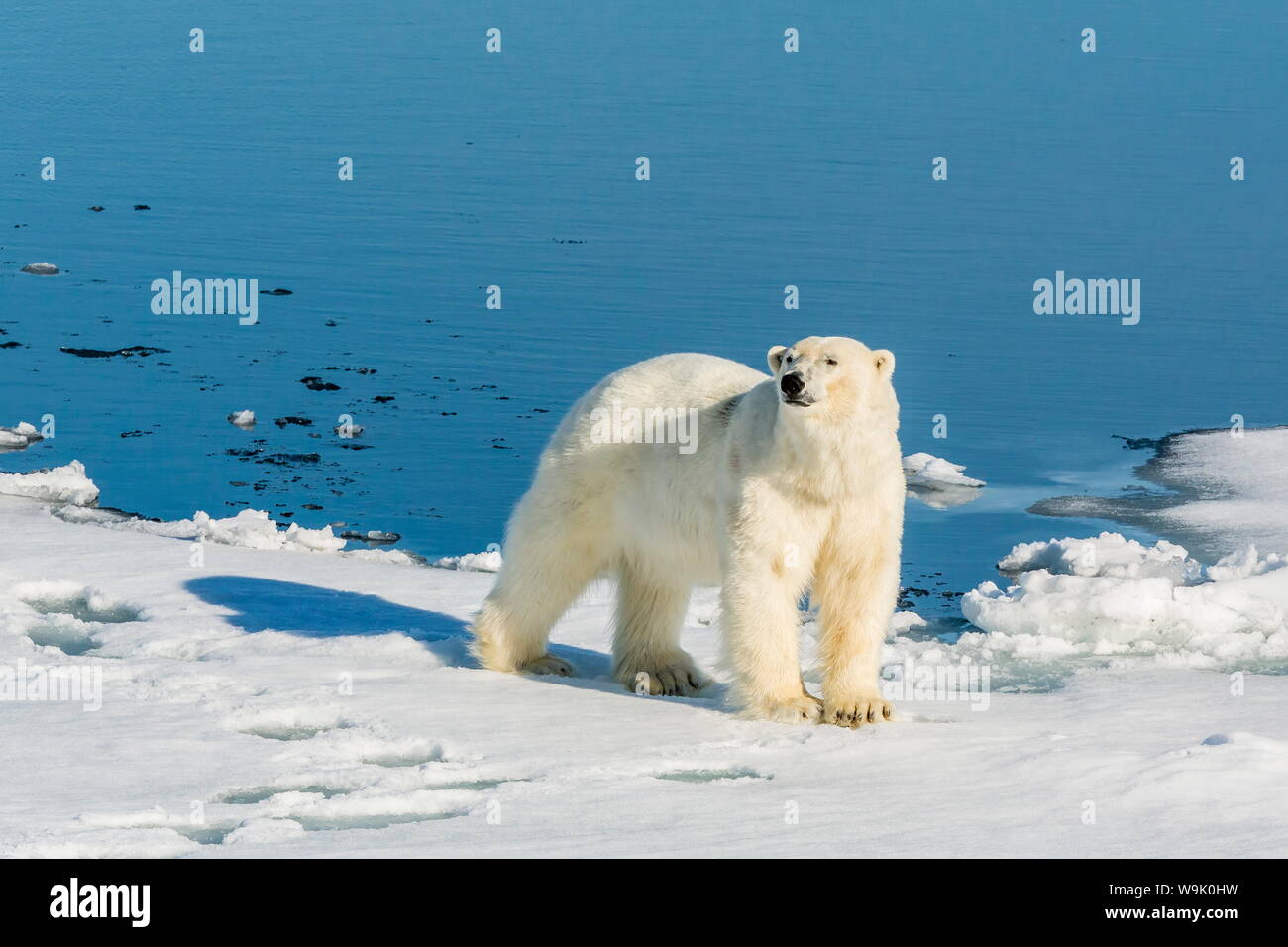 Les jeunes adultes l'ours polaire (Ursus maritimus) sur la glace dans le détroit d'Hinlopen, Svalbard, Norvège, Europe, Scandinaiva Banque D'Images