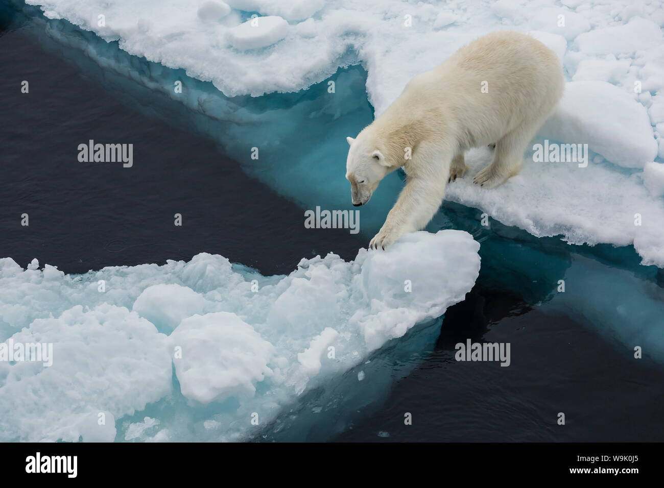 Les jeunes adultes l'ours polaire (Ursus maritimus) sur la glace dans le détroit d'Hinlopen, Svalbard, Norvège, Scandinavie, Europe Banque D'Images