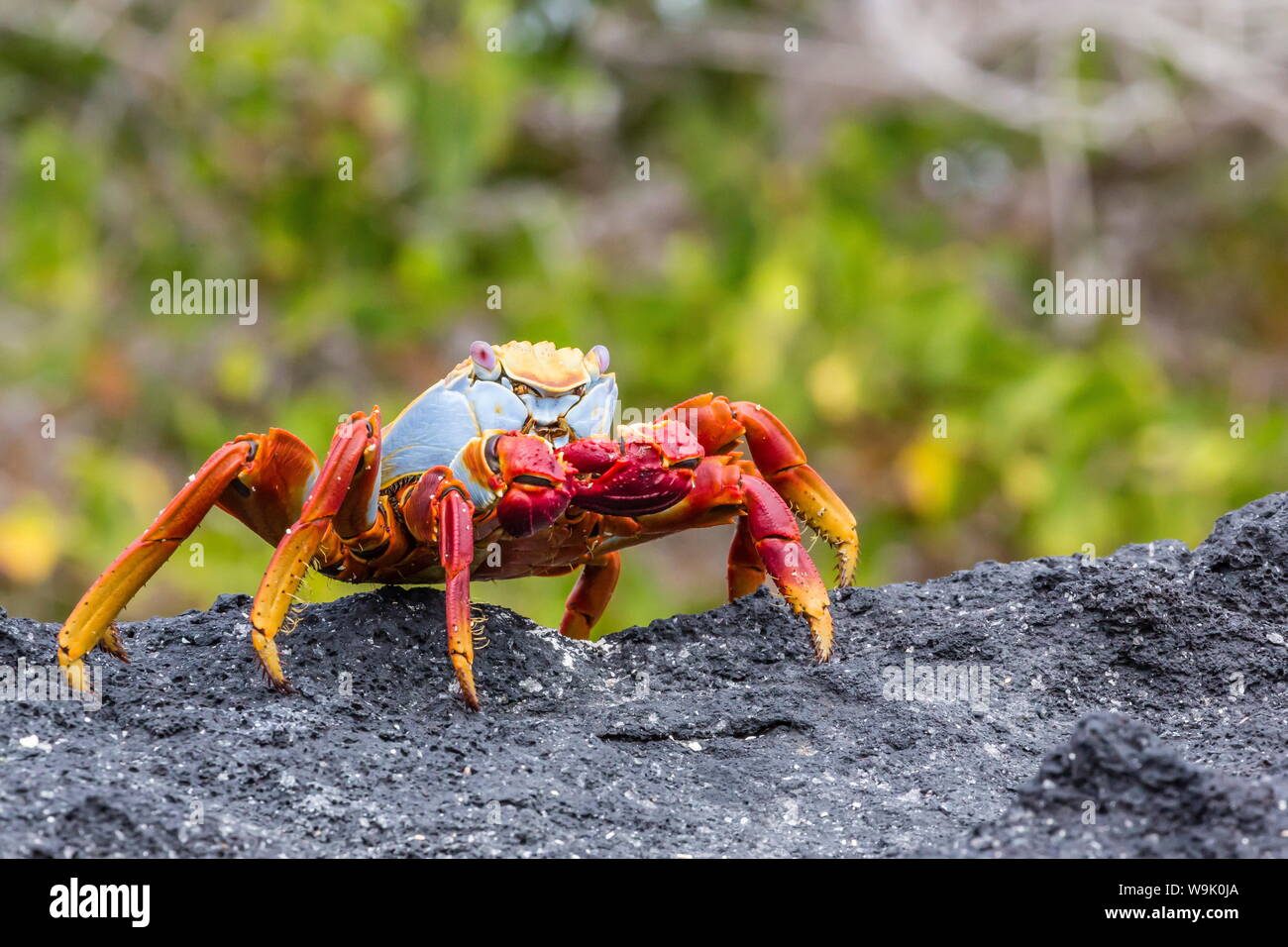 Sally Lightfoot crab (Grapsus grapsus) dans la zone intertidale, Urbina Bay, l'île Isabela, îles Galapagos, Equateur, Amérique du Sud Banque D'Images